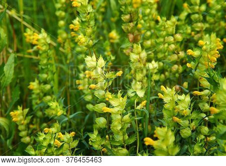 Rhinanthus Angustifolius