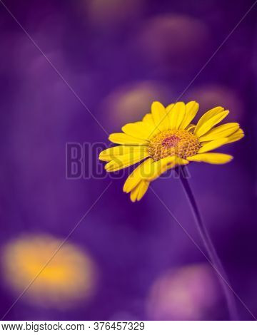 Yellow Chamomile Flower On Blurred Purple Background. Full Spectrum Abstract Vision.