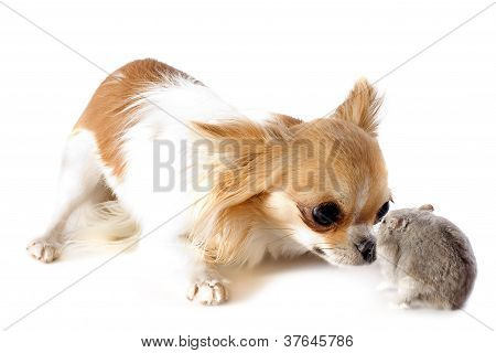 Chihuahua e Phodopus criceto
