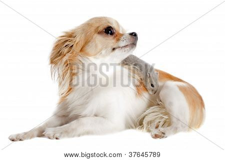 Chihuahua e Phodopus criceto