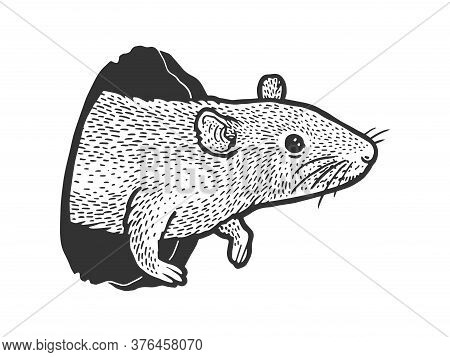Mouse Rat Peeps Out Of Hole Sketch Engraving Vector Illustration. T-shirt Apparel Print Design. Scra