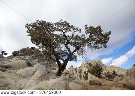 Sunny Day Among Rock Field Single Surviving Tree Moonrocks Nevada