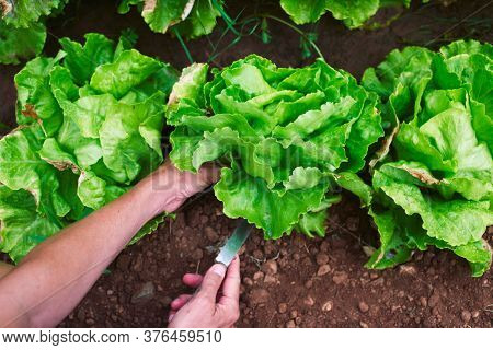 closeup of a young caucasian man collecting a butterhead lettuce in an organic orchard