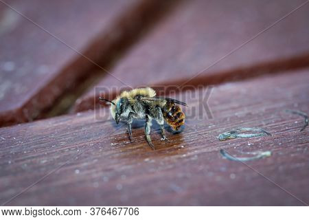 A Close-up Of A Honey Bee, Bees Are Extremely Useful Insects.