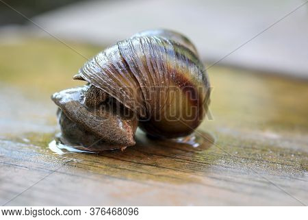 Portrait Of A Marsh Snail, Viviparidae, On A Footbridge Over A Pond