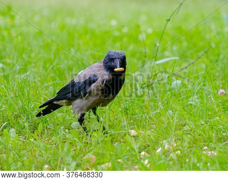 Selective Focus On A Gray Raven Holding Corn Sticks In Its Beak. Golden Crispy Airy Treat For A Wild