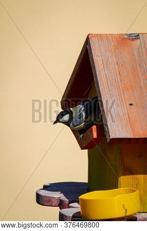 My Self-made Nesting Box Which Is Now Used By Titmice.