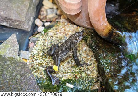 A Common Burro Bufo At The Edge Of A Pond.
