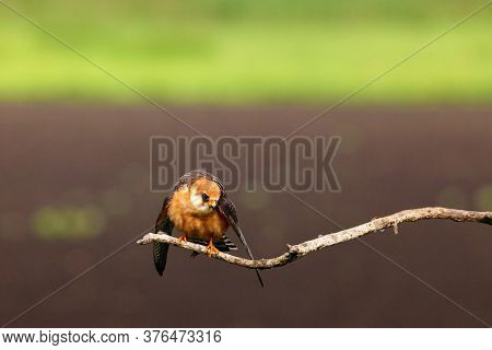 The Red-footed Falcon (falco Vespertinus), Formerly Western Red-footed Falcon Sitting On The Branch 
