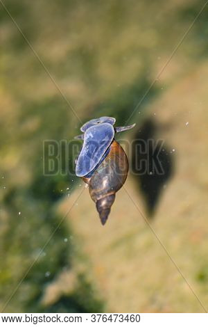 A Close-up Of A Lymnaea Stagnalis Sludge Snail, A Pond Snail.