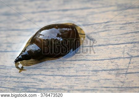 A Close-up Of A Lymnaea Stagnalis Sludge Snail, A Pond Snail.