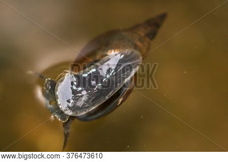 A Close-up Of A Lymnaea Stagnalis Sludge Snail, A Pond Snail.