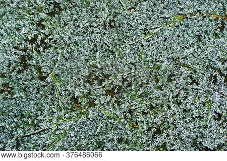 Coniferous Bush Texture. Blue Star Juniper Shrub Background. Dwarf Confier Silver Color Needle. Fore
