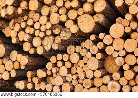 Background - Ends Of Stacked Birch Logs