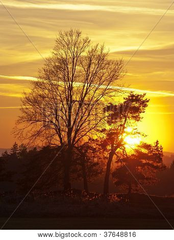 auringonlasku puut