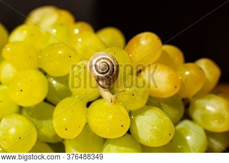 Close-up Of A Small Snail Crawling Over Grapes Quiche Mish.
