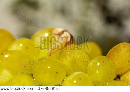 Close-up Of A Small Snail Crawling Over Grapes Quiche Mish.