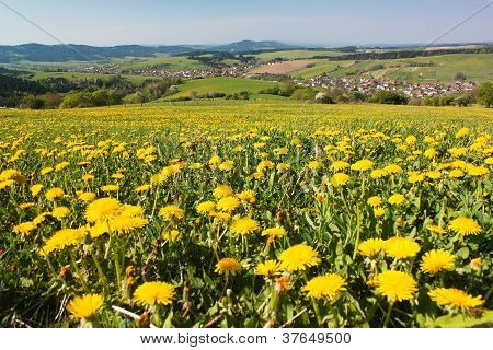 FrÃ¼hling und Wiese mit gemeinsamen LÃ¶wenzahn (Taraxacum) Karpaten