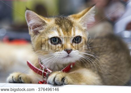 Portrait Of Cheerful Joyful Kitten Breed Scottish Ticked Gold With A Collar. Selective Focus. Pets L