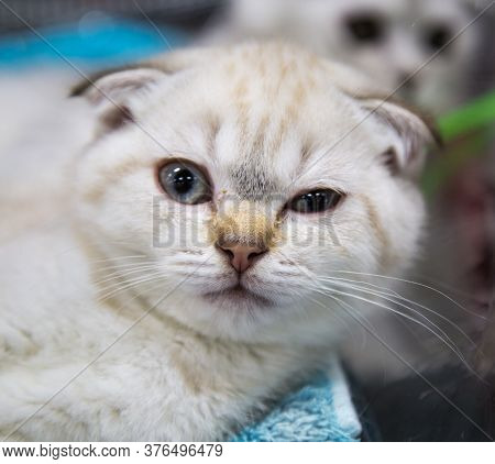 Portrait Of A Cat Breed Scottish Fold Scottish Floor. Selective Focus. Pets Leisure Hobbies.