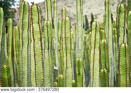 Close up of succulent green cactus at botanical garden
