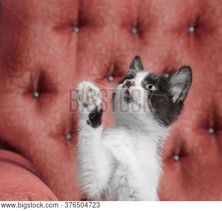 Black And White Outbred Kitten Sitting On A Red Armchair And Raised His Paw Up