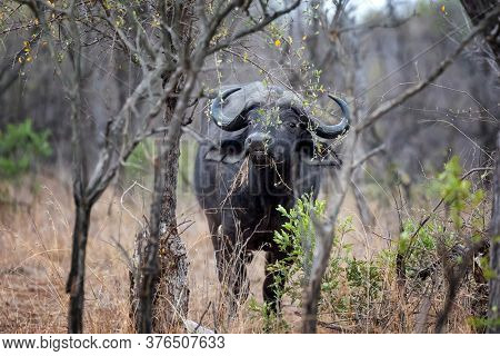 Cape buffalo,  syncerus caffer,, grazing in the bush of Kruger National Park. This is a mature adult male, as evidenced by his horns or boss. Kruger, South Africa. 