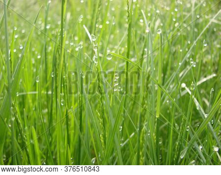 Tender Green Grass All In The Morning Drops Of Dew, In Which The Sun And Everything Around Are Refle