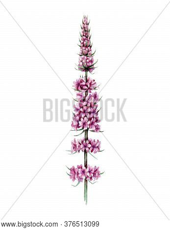 Pink Veronica Flower Watercolor Image. Hand Drawn Purple Flower Close Up Element. Beautiful Blooming