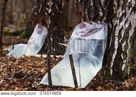 Farm For Produced From Birch In The Forest. Collecting Birch Juice Symbolizes The End Of Winter Dorm