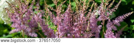 Purple Astilba Flowers In The Summer Garden.