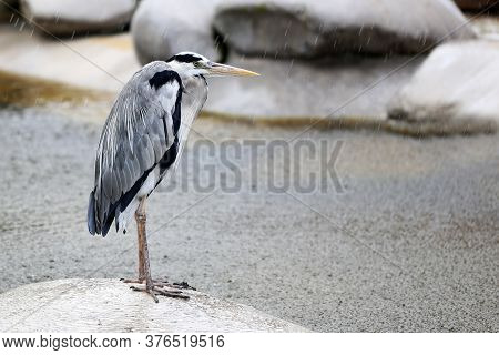 Heron Stands On A Stone And Gets Wet In The Rain