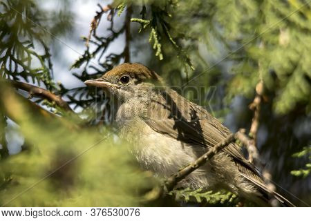 Small Sage (sylvia Curruca) A Useful Garden Birds.