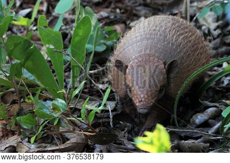 Photo Of A Yellow Armadillo (euphractus Sexcinctus) Seen From The Front Through The Foliage, In Boni