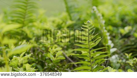 Green fern plant in tropical forest