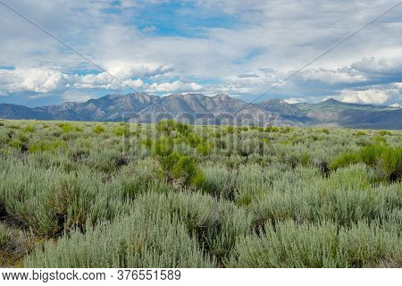 Long Valley Next The Lake Crowley, Mono County, California. Usa. Green Wetland With Mountain On The 