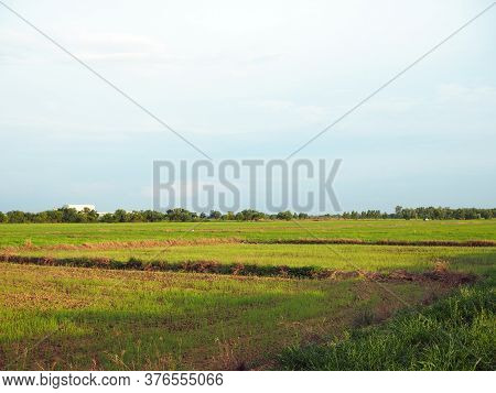 Paddy Fields On The Background Are Empty Sky Growing. In Which The Nearby Area There Is An Industria