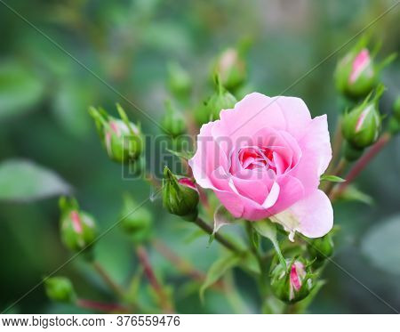 Soft Pink Rose Bonica With Buds In The Garden. Perfect For Background Of Greeting Cards For Birthday