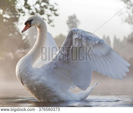 White Swan On The Lake Flaps Its Wings