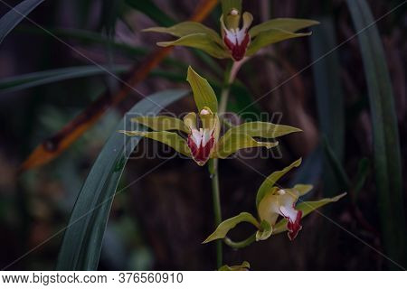 Beautiful Exotic Flower Orchid In A Greenhouse In Thailand