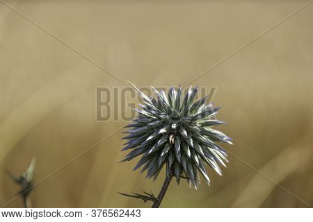 Blue Southern Globe Thistle, Echinops Flower Close-up On A Blurred Background Of Yellow Dry Grass