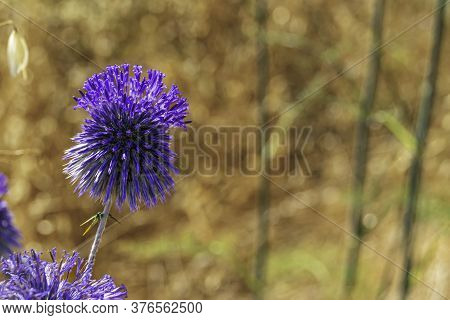 Blue Southern Globe Thistle, Echinops Flower Close-up On A Blurred Background Of Yellow Dry Grass