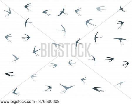 Flying Swallow Birds Silhouettes Vector Illustration. Migratory Martlets Group Isolated On White. Al