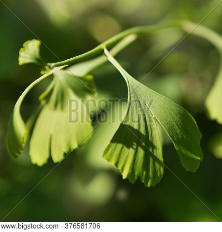 Green Leaves Of Ginkgo Bilobo Close-up, On A Background Of Greenery