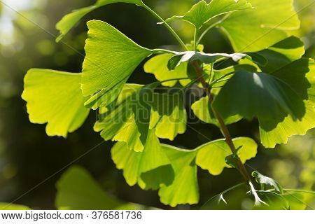 Branch With Leaves Of Ginkgo Bilobo Close-up, In Beautiful Sunlight, Medicinal Plant