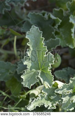 Squirting Cucumber Leaves - Latin Name - Ecballium Elaterium