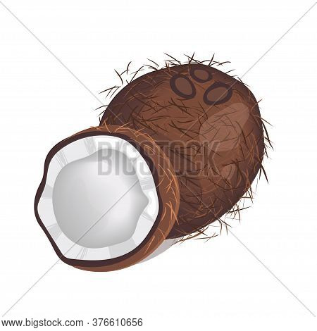 Coconut Isolated On White Background. Vector Illustration.