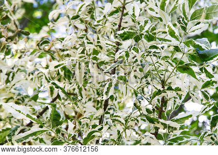 Cornus Controversa Tree, Variegata. Ornamental Tree Leaves Close-up.