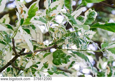 Cornus Controversa Tree, Variegata. Ornamental Tree Leaves Close-up.
