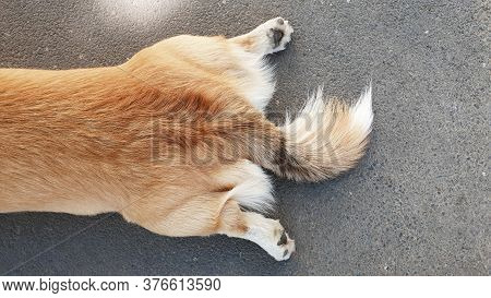 Pembroke Welsh Corgi, Welsh Corgi Portret. Lifestyle Purebreed The Dog Lies On The Asphalt With His
